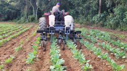 cultivador capinador 01