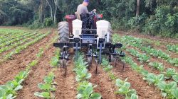 cultivador capinador
